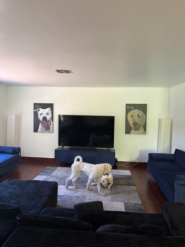 Customer photo review of Pet Art Canvas Wrap