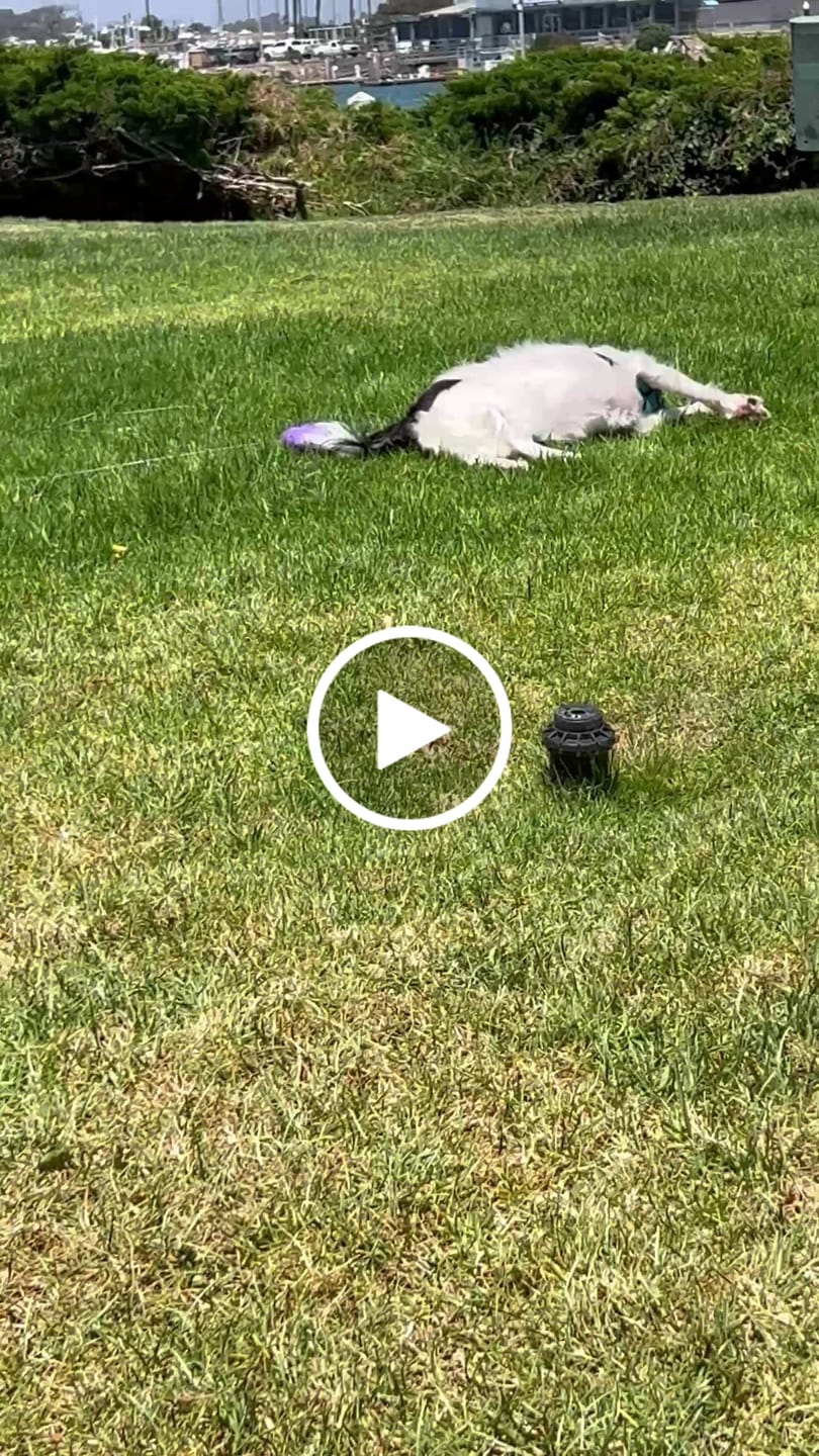 Customer video review of Pup Stack