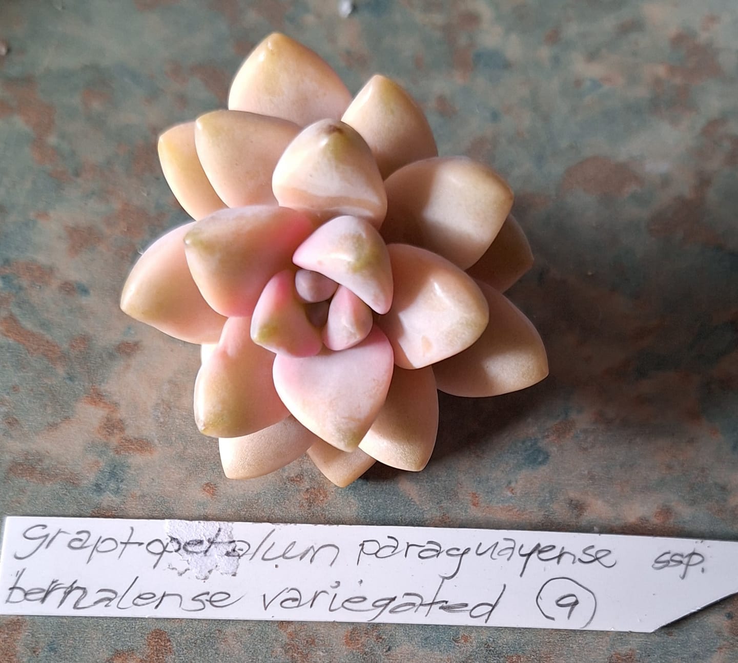 Customer photo review of Graptopetalum paraguayense ssp. bernalense variegated - Cuttings x 1