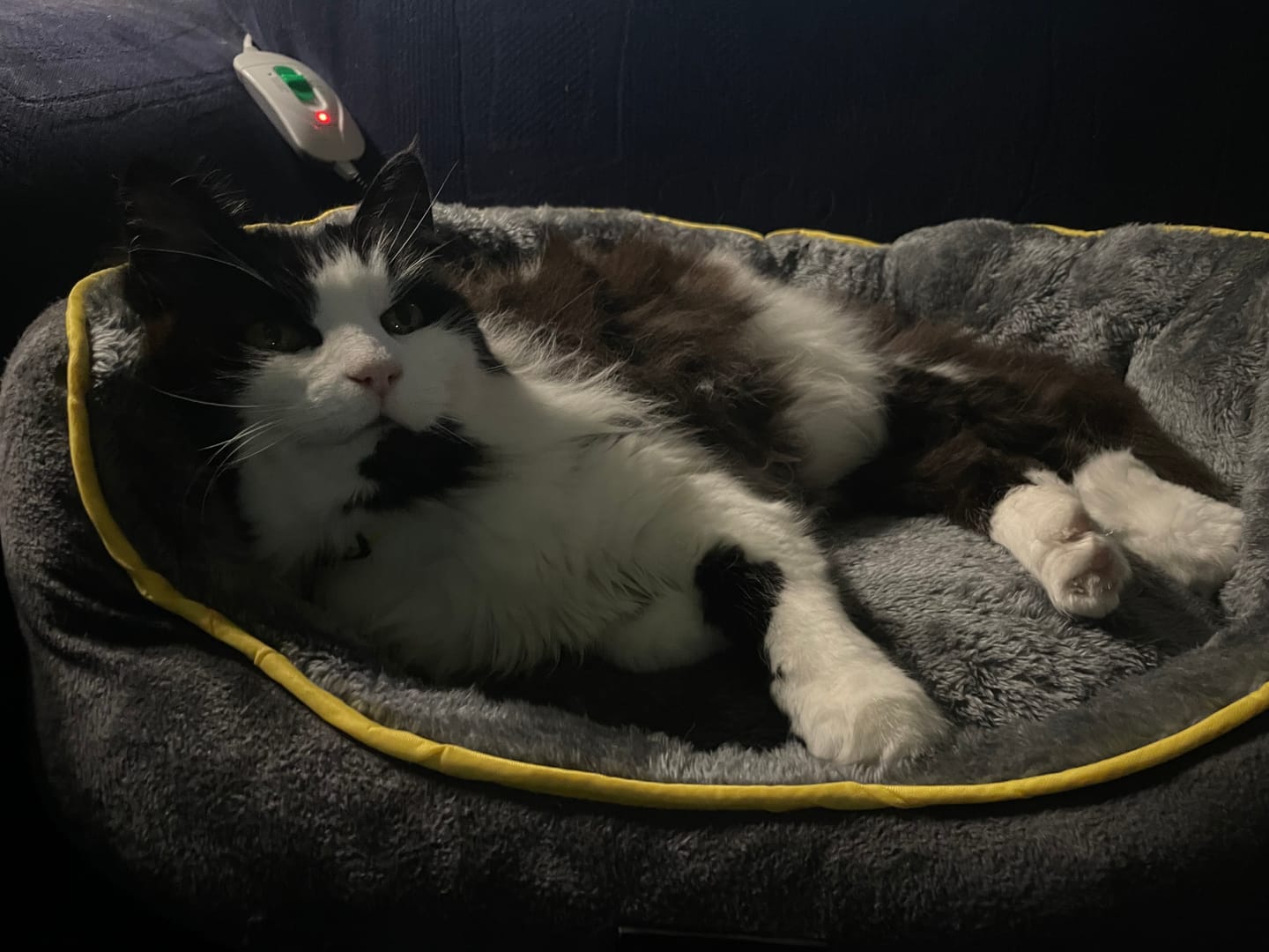 Customer photo review of PaWz Electric Pet Heater Bed Thermal Protection