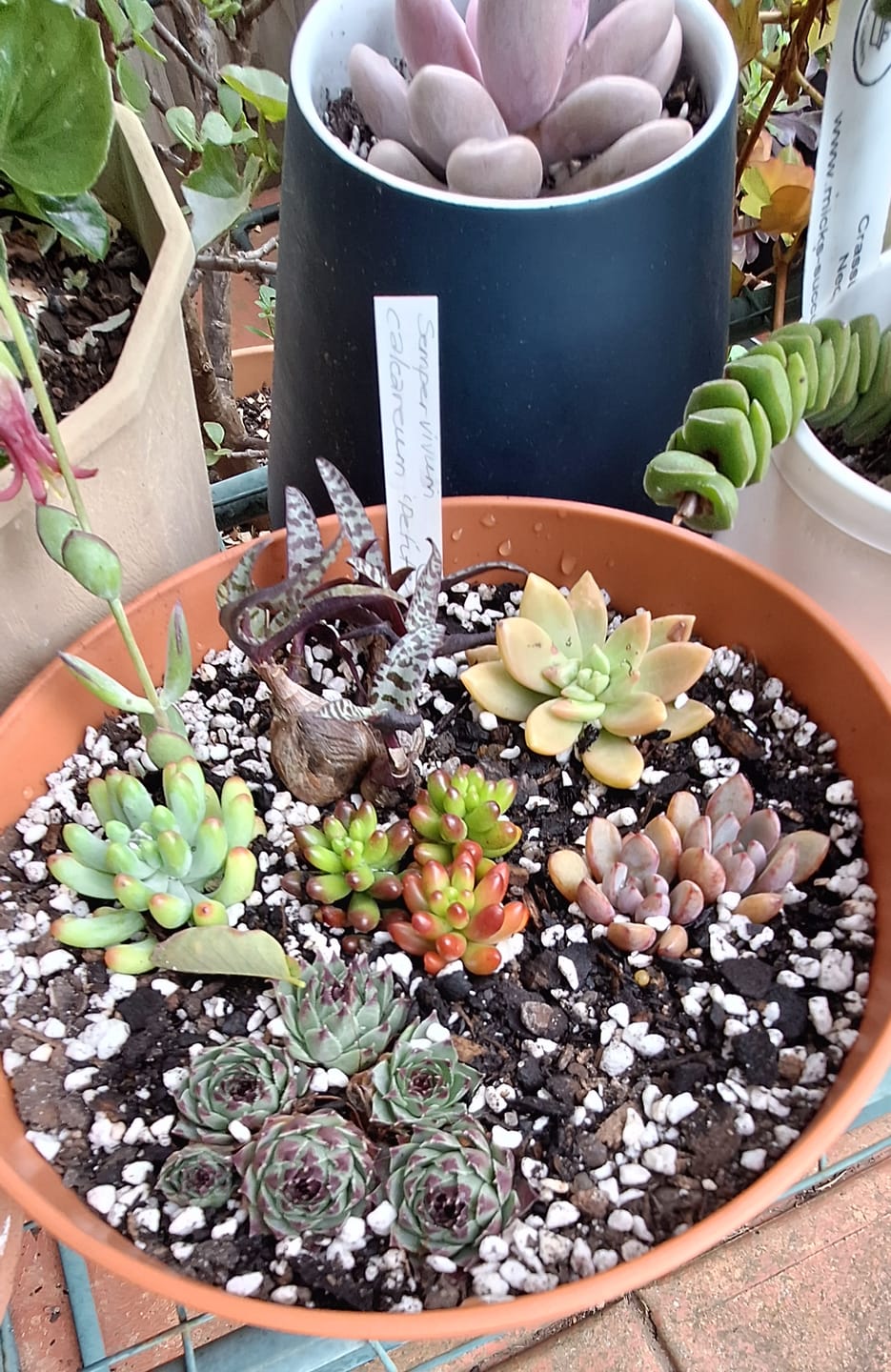 Customer photo review of Sedum Rubrotinctum 'Red Jelly Beans' - Cuttings x 3
