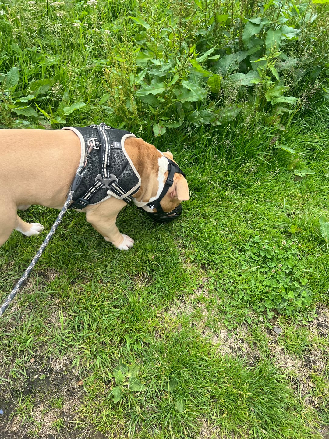 Customer photo review of Muzzle | Flexi & Legal Requirement - S-XL Breeds - Black