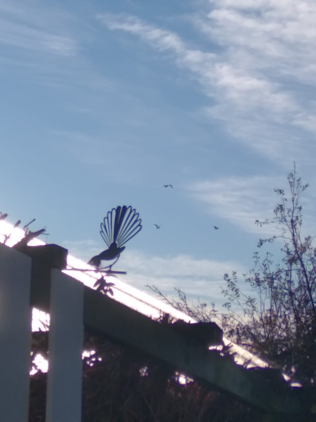 Customer photo review of Pīwakawaka / Fantail