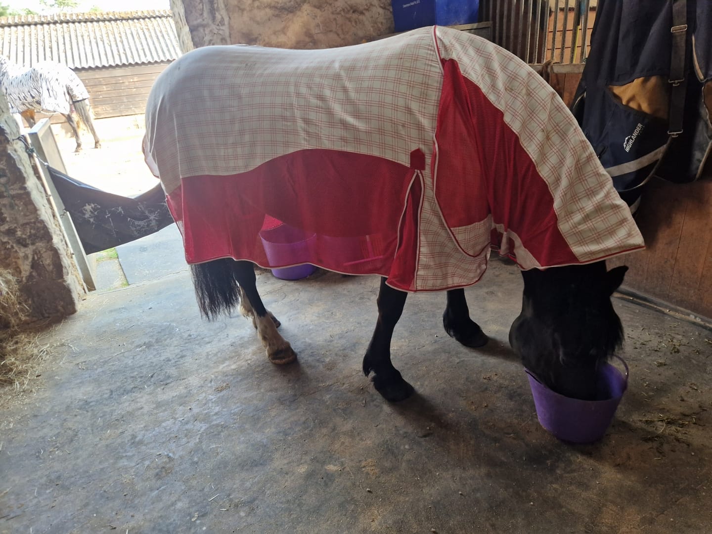 Customer photo review of Allrounder Fly Rug Combo | Big Horse