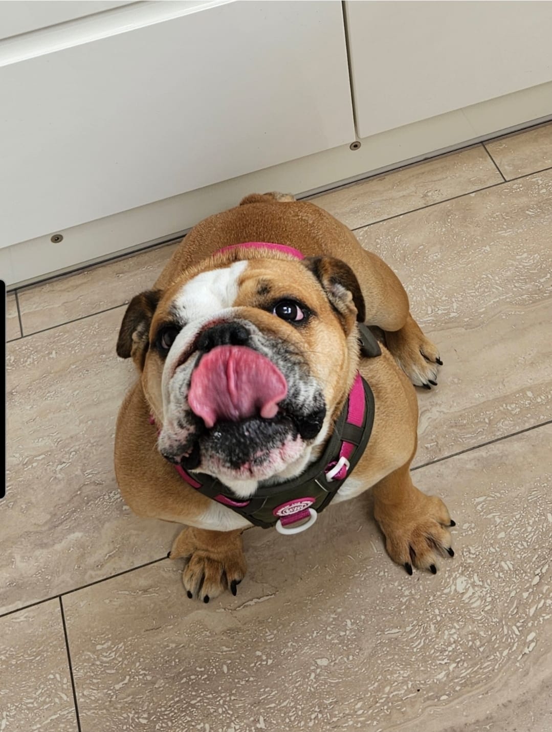 Customer photo review of Trail & Glow Dog Harness - COLOUR DROPS® - Olive it Hot