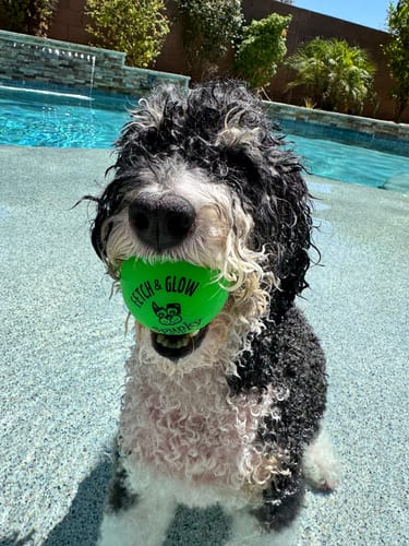 Customer photo review of Fetch & Glow Balls