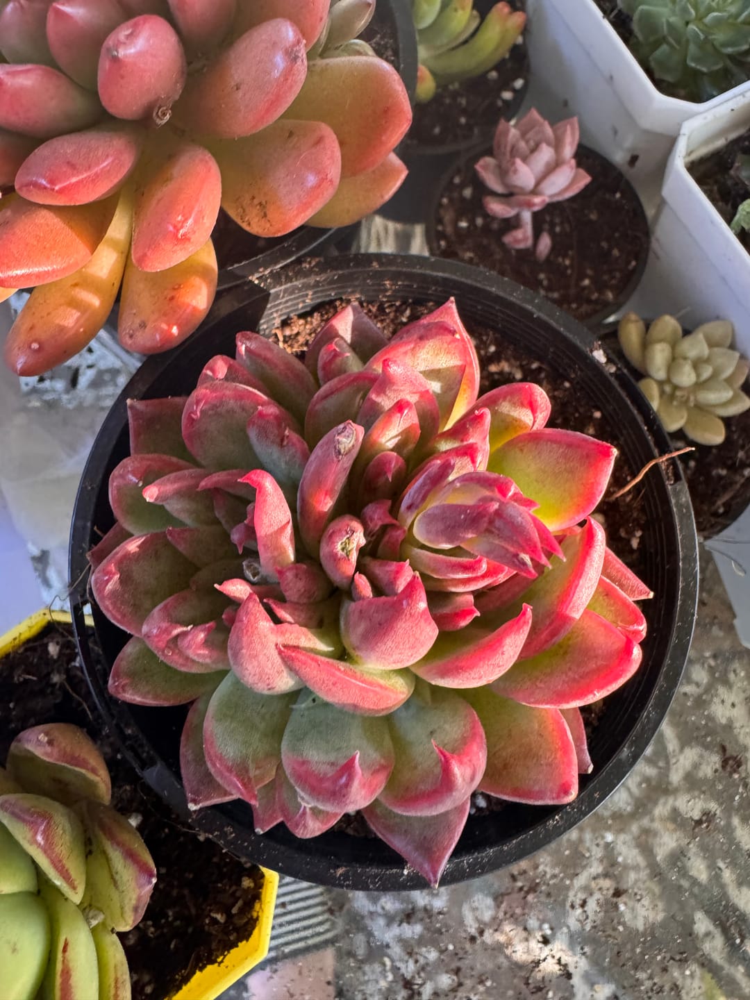 Customer photo review of Echeveria agavoides 'Floridity'