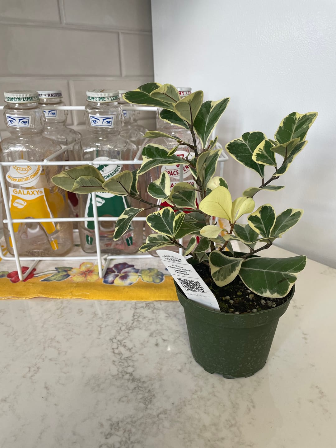 Customer photo review of Ficus elastica 'Shivereana'