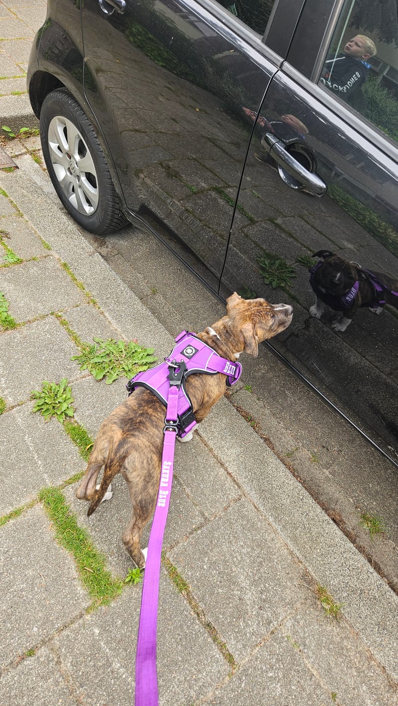 Customer photo review of 1.4m Swivel Combat Lead | Anti-Tangle & Secure Clip - Purple