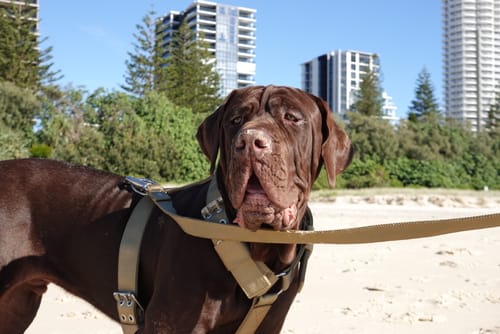 Customer photo review of SUPATUFF® Dog Harness Heavy Duty Desert Wolf