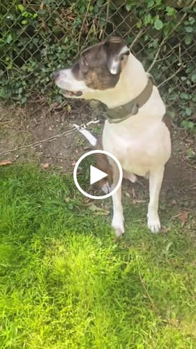 Customer video review of Metal-Buckle Tactical K9 Dog Collar With Hook & Loop Panel & Top Handle