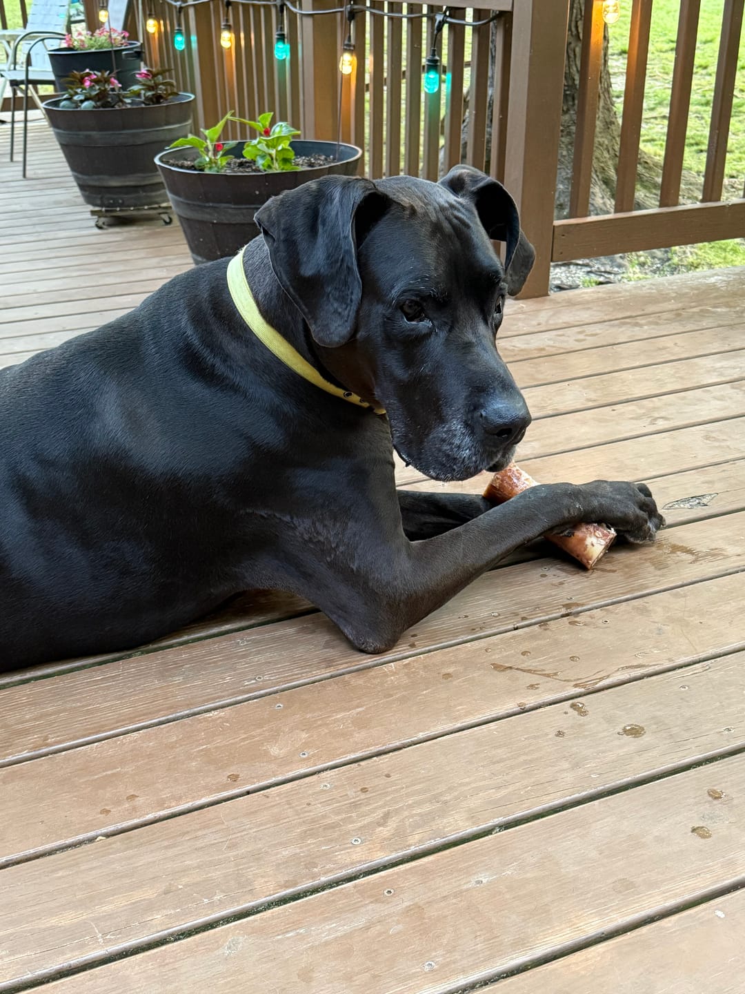 Customer photo review of Beef Cheek Sticks