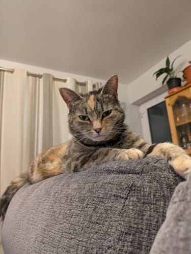 Customer photo review of 1 Month Supply – 1 Cat