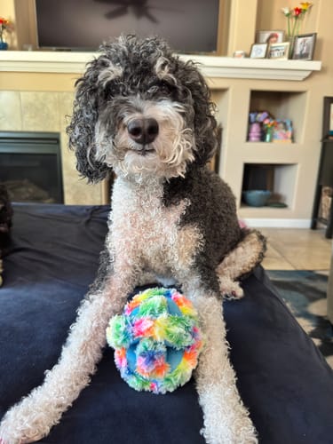Customer photo review of Stuffies Treat Dispensing Plush Toys