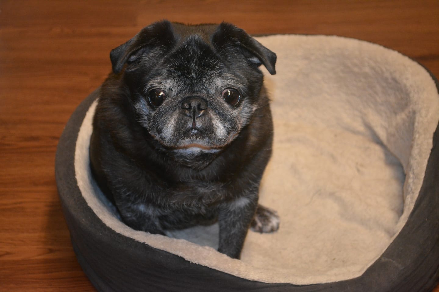 Customer photo review of Dog Kennel Cough & Respiratory Support Remedy