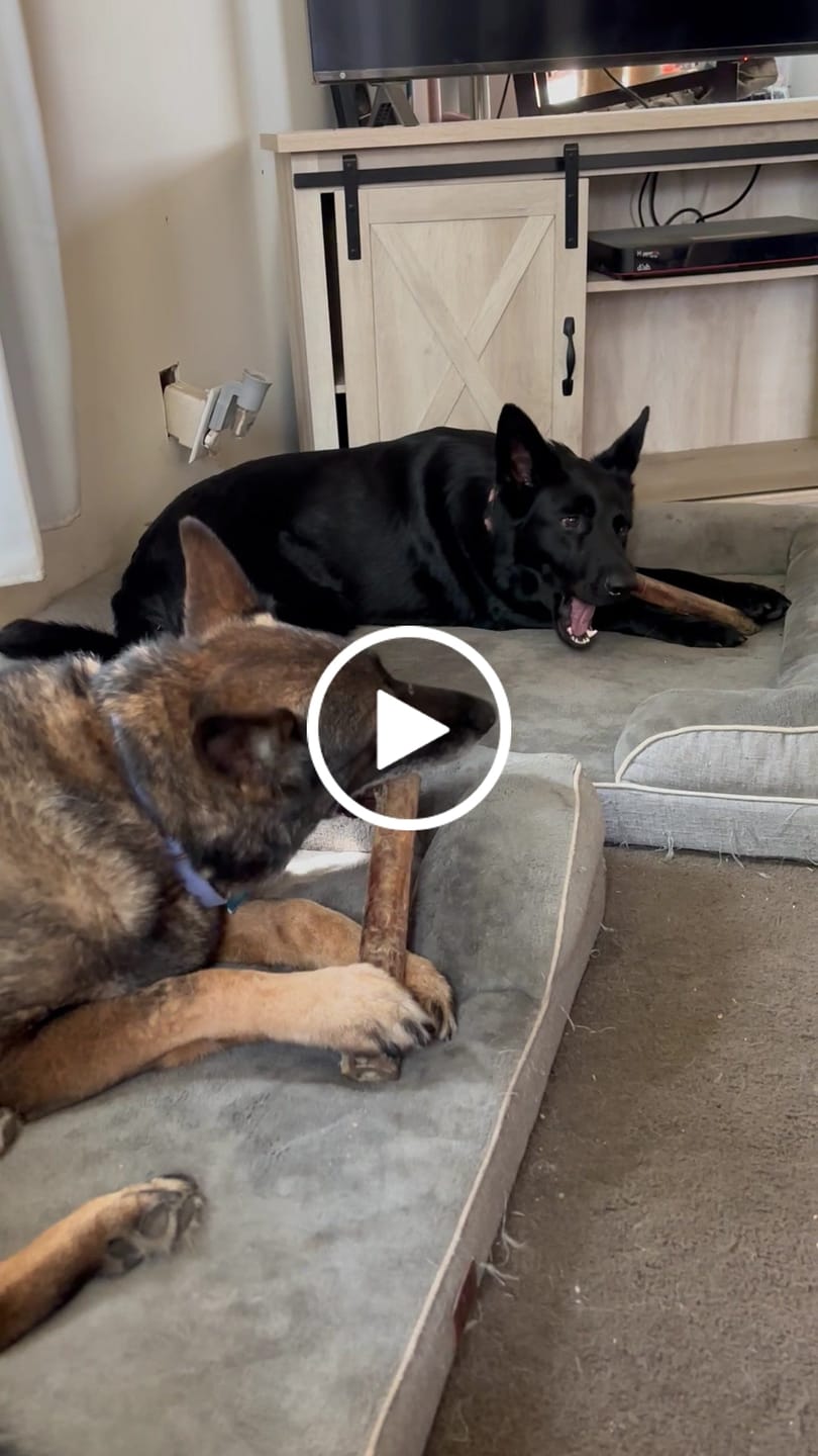 Customer video review of Ostrich Shaft Bones (11" x 2"): The Long-Lasting, Flavorful Chew for Medium to Large Dogs