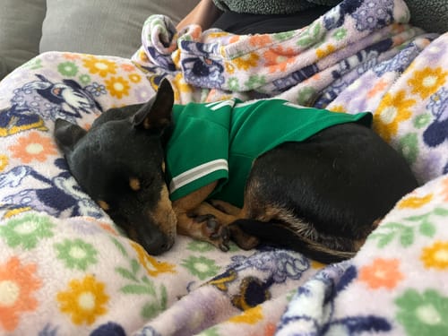 Customer photo review of Custom Kelly Green White-Gray Classic Style Dog Jersey