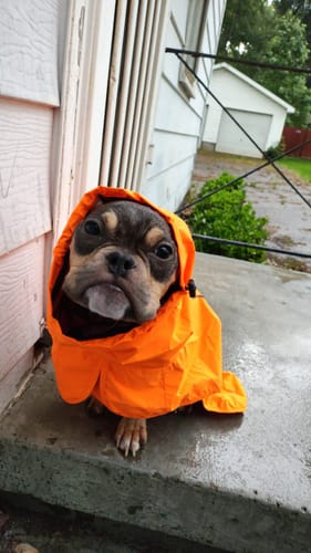 Customer photo review of Breatheshield™ Dog Raincoats