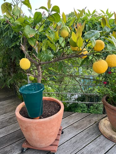 Customer photo review of Bewässerungssystem "Hydro Cup" mit 4 Tonkegeln und Becheraufsätzen