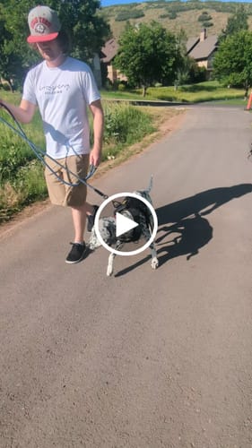 Customer video review of Classic Heavy-Duty Tactical No-Pull Team K9™ Dog Harness With Front & Back D-Rings, Quick-Release Metal-Buckles, Hook & Loop Panels, & Top Handle