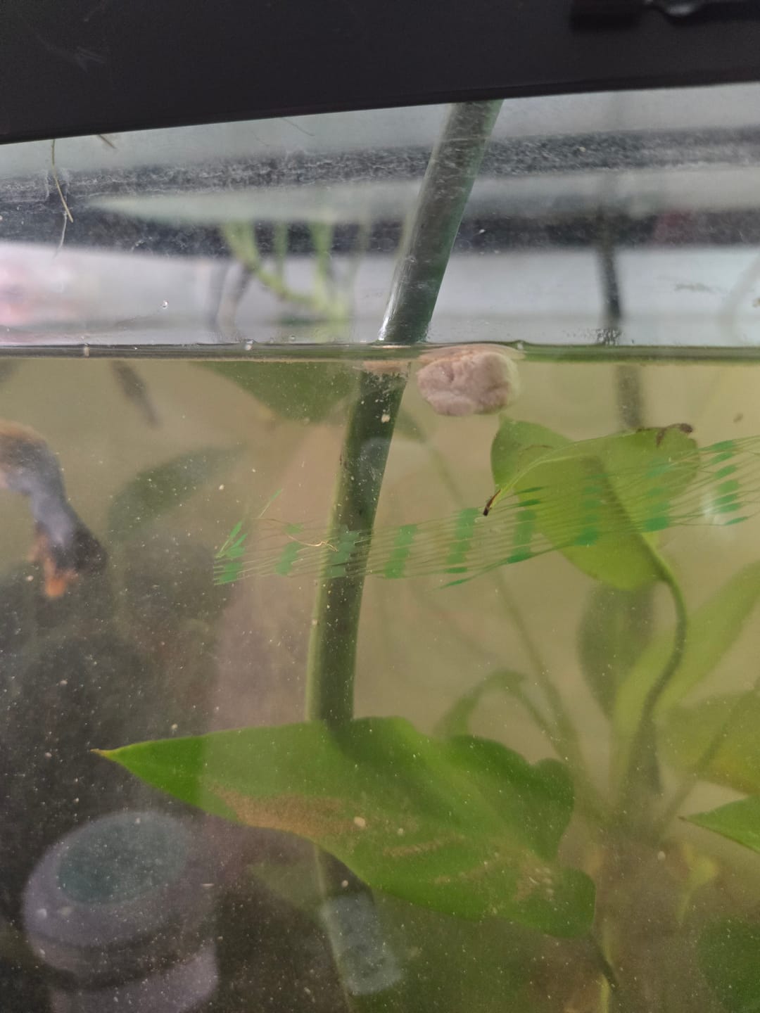 Customer photo review of Shrimp Fit+