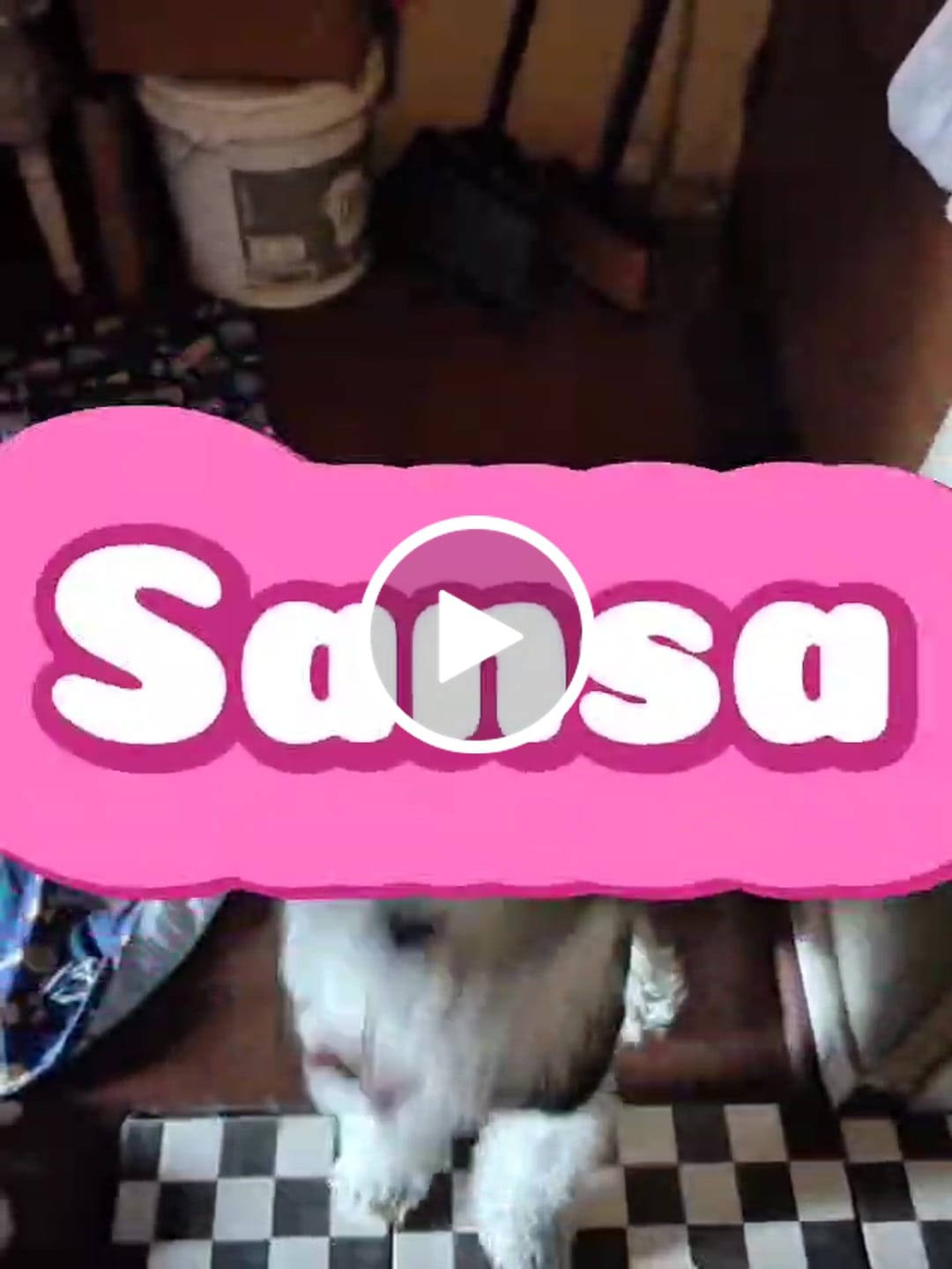 Customer video review of Alimento Perro Adulto Toda Raza Proteína Insectos