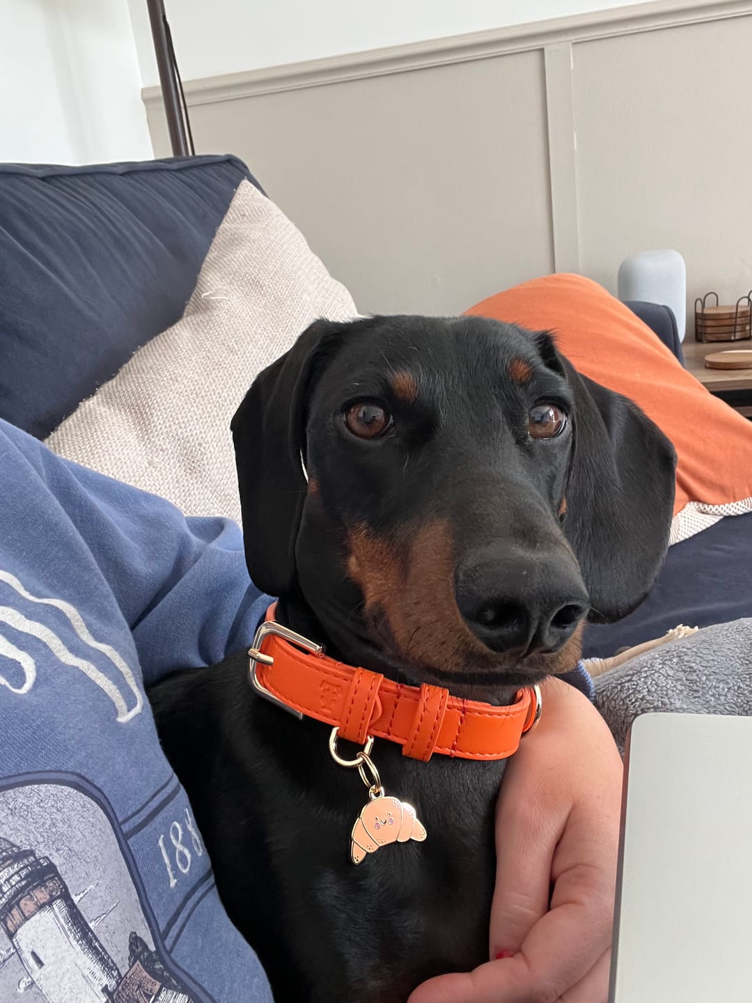 Customer photo review of Croissant Metal Pet Tag