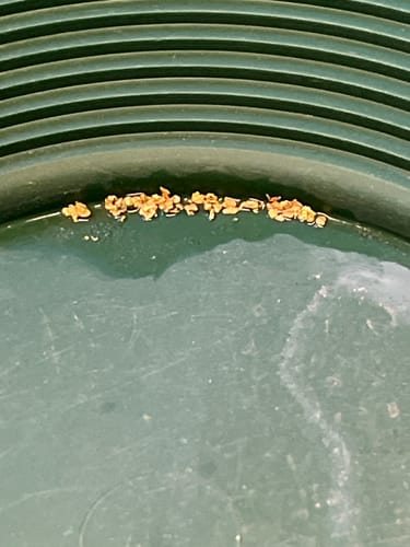 Customer photo review of Bering Sea Paydirt