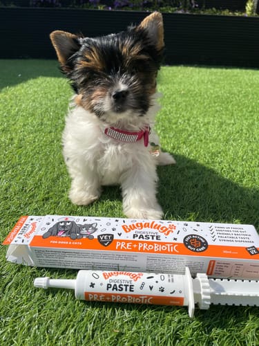 Customer photo review of Bugalugs Pre & Probiotic Digestive Paste for Dogs & Cats (30ml)