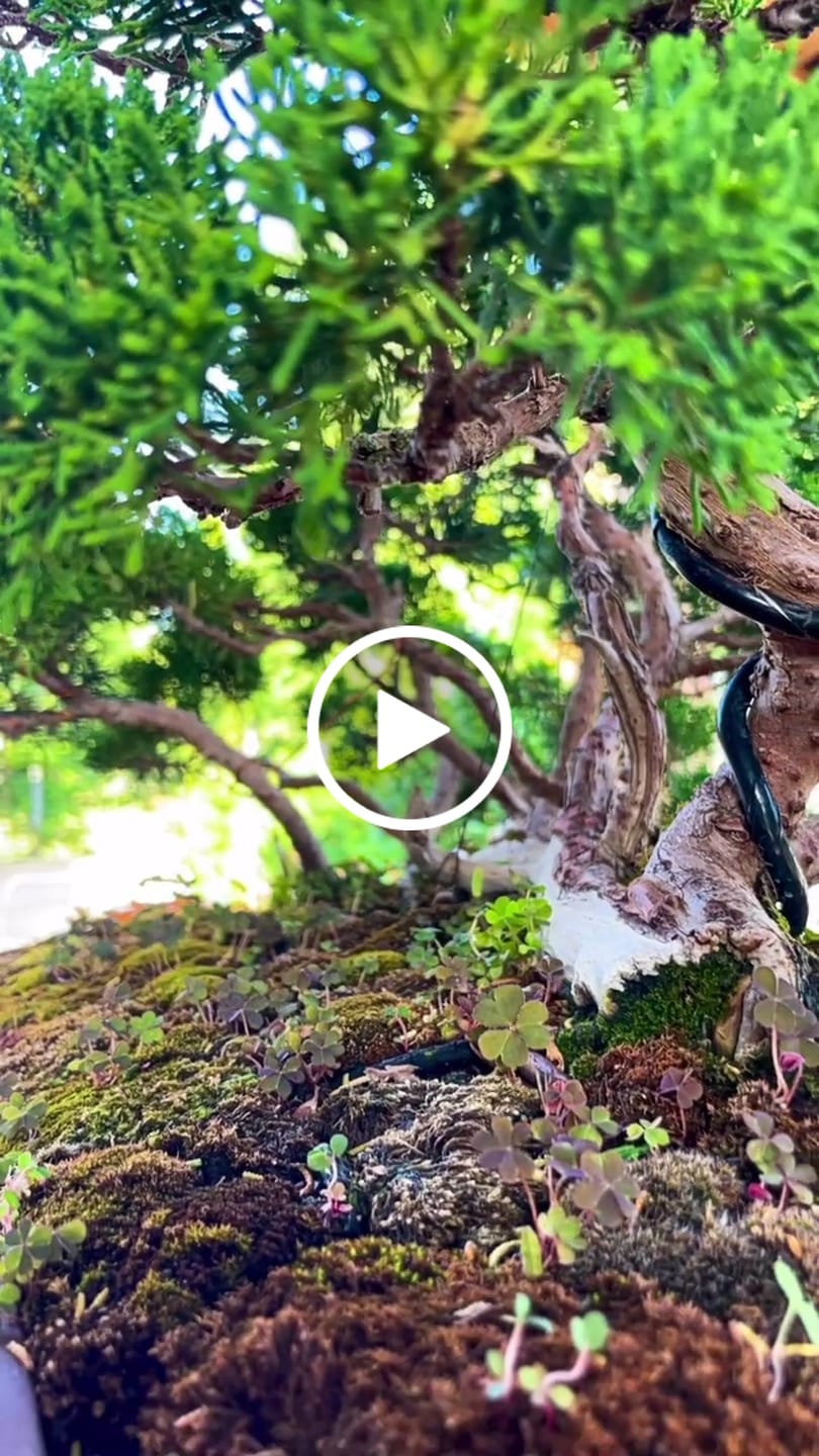 Customer video review of ANNAFFIATOIO PROFESSIONALE PIOGGIA FINE BONSAI CB 2L