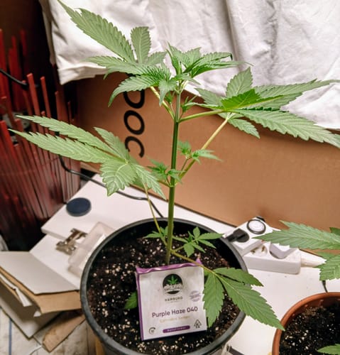 Customer photo review of Purple Haze 040 Cannabis Samen - Extra Strong - Feminisierte Autoflowering Samen
