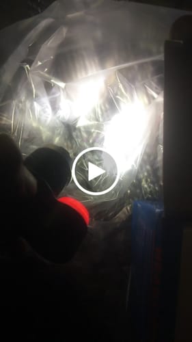 Customer video review of Adjustable Rechargeable Headlight