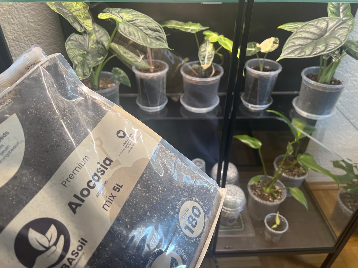Customer photo review of Alocasia Mix