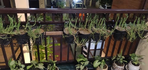 Customer photo review of UnitedCrafts Aster Railings Stand For Display of Multiple Plants Balcony Decoration