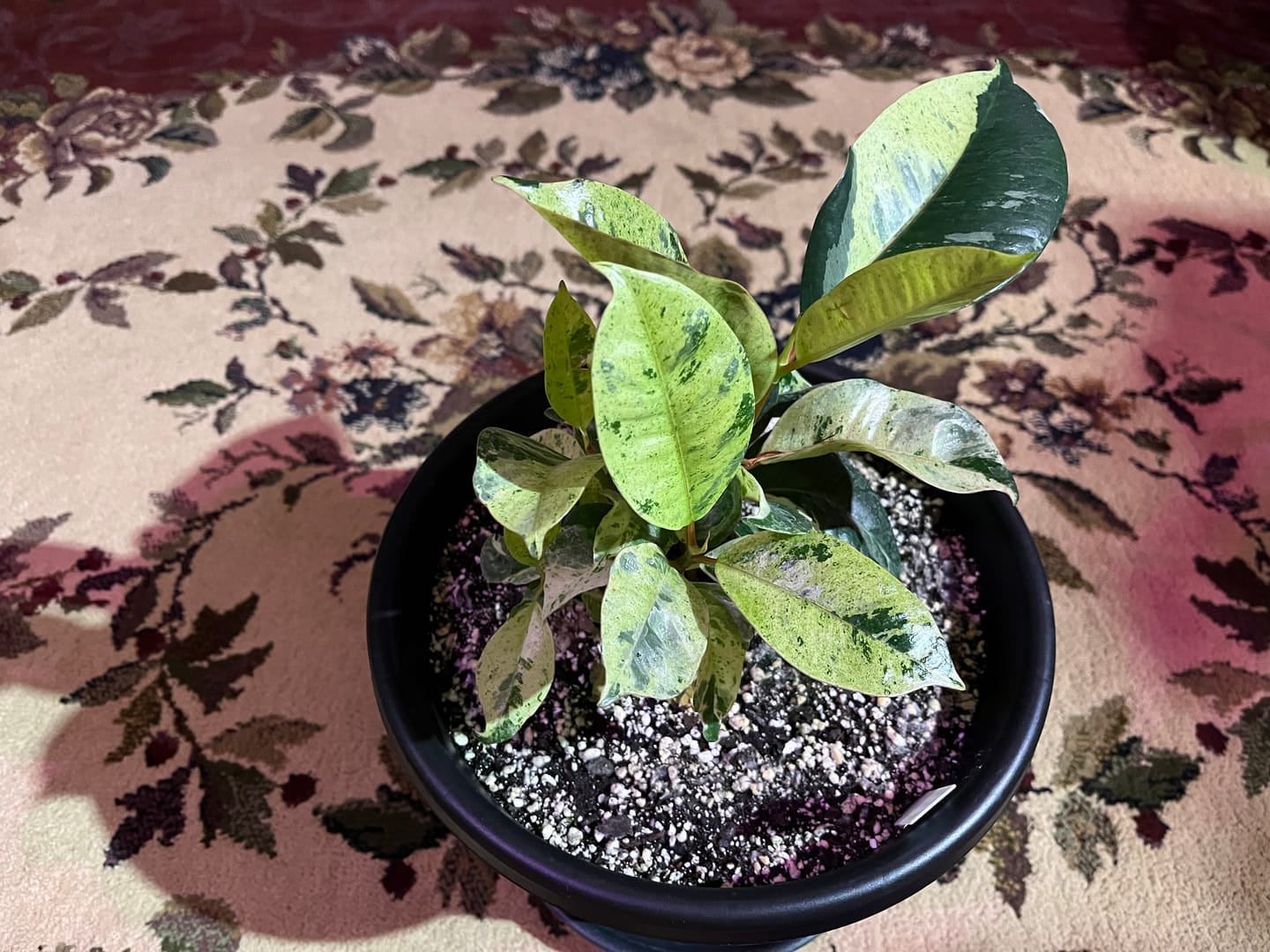 Customer photo review of Ficus elastica 'Shivereana'