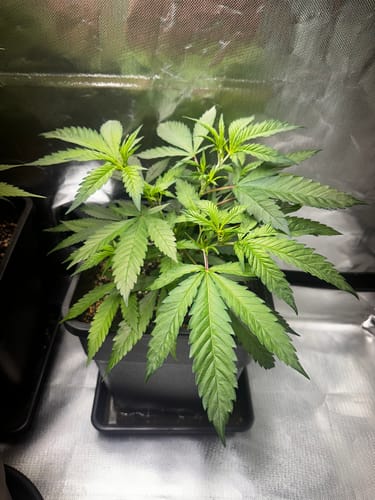 Customer photo review of Hanfstecklinge | Chocolate Haze