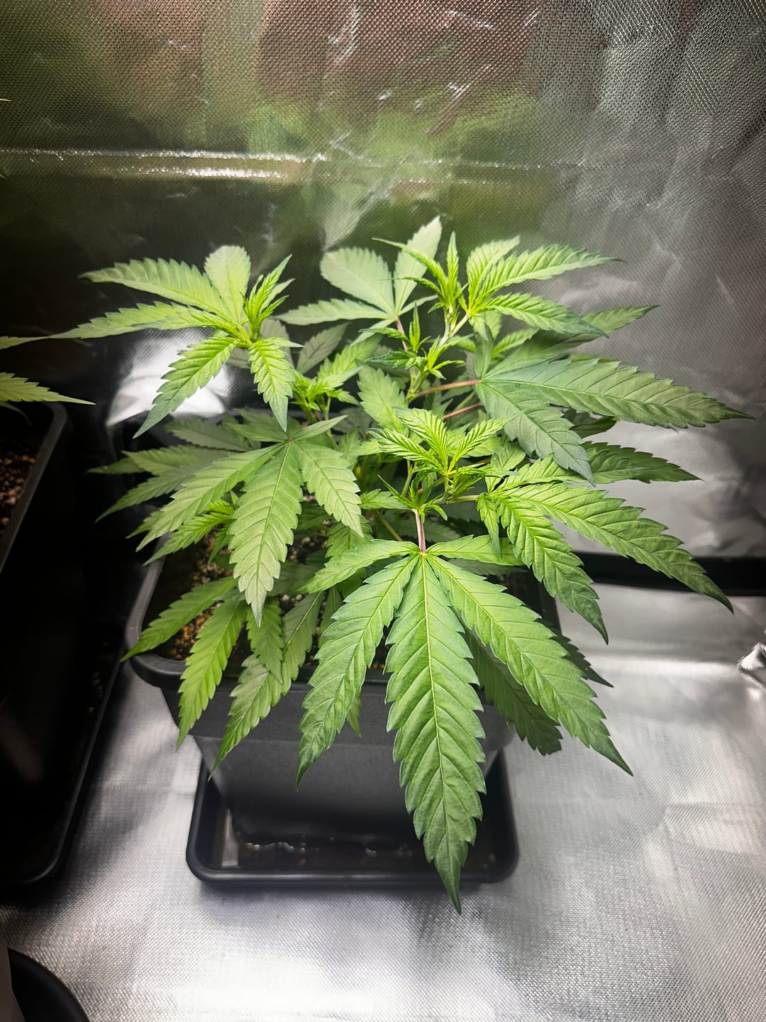 Customer photo review of Hanfstecklinge | Chocolate Haze