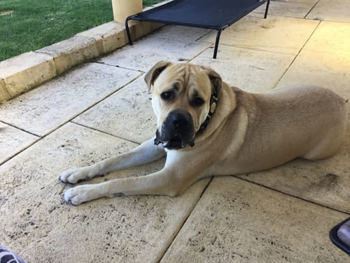 Customer photo review of Pawz Outdoor Dog Bed - Pet Trampoline