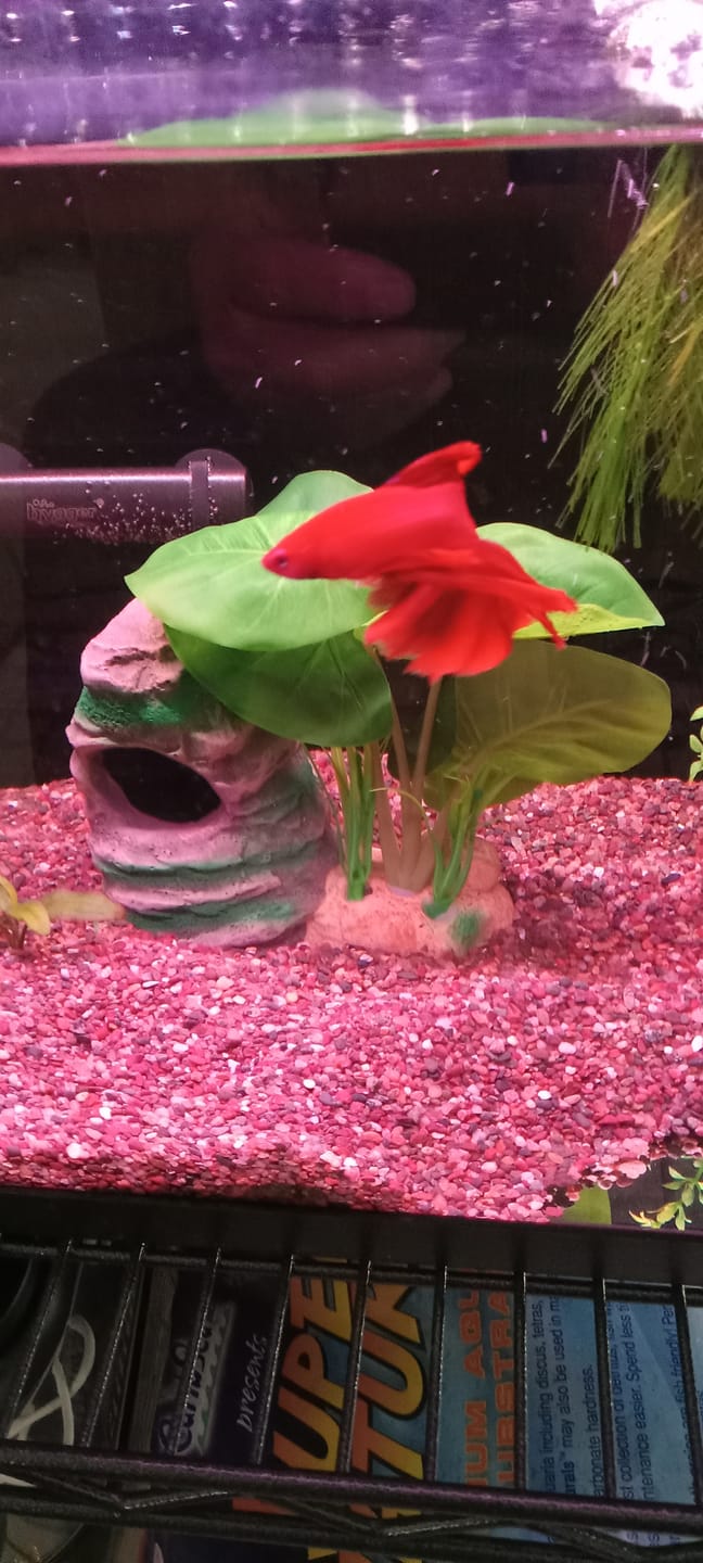 Customer photo review of Super Red Halfmoon Male Betta Fish