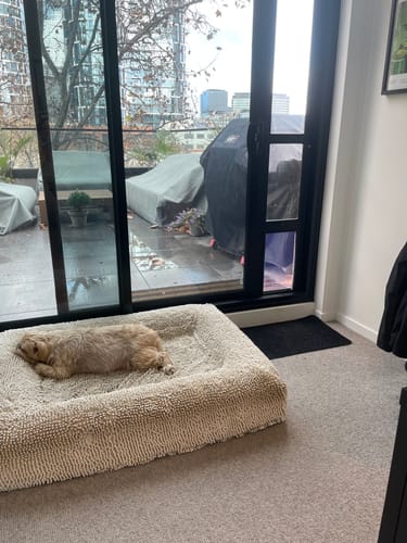 Customer photo review of Replacement Pet flap V3.0