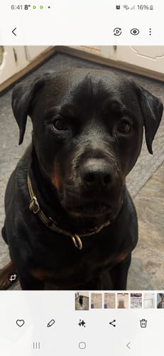 Customer photo review of Anal Glands