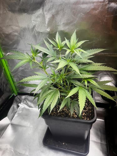 Customer photo review of Hanfstecklinge | Gorilla Zkittlez