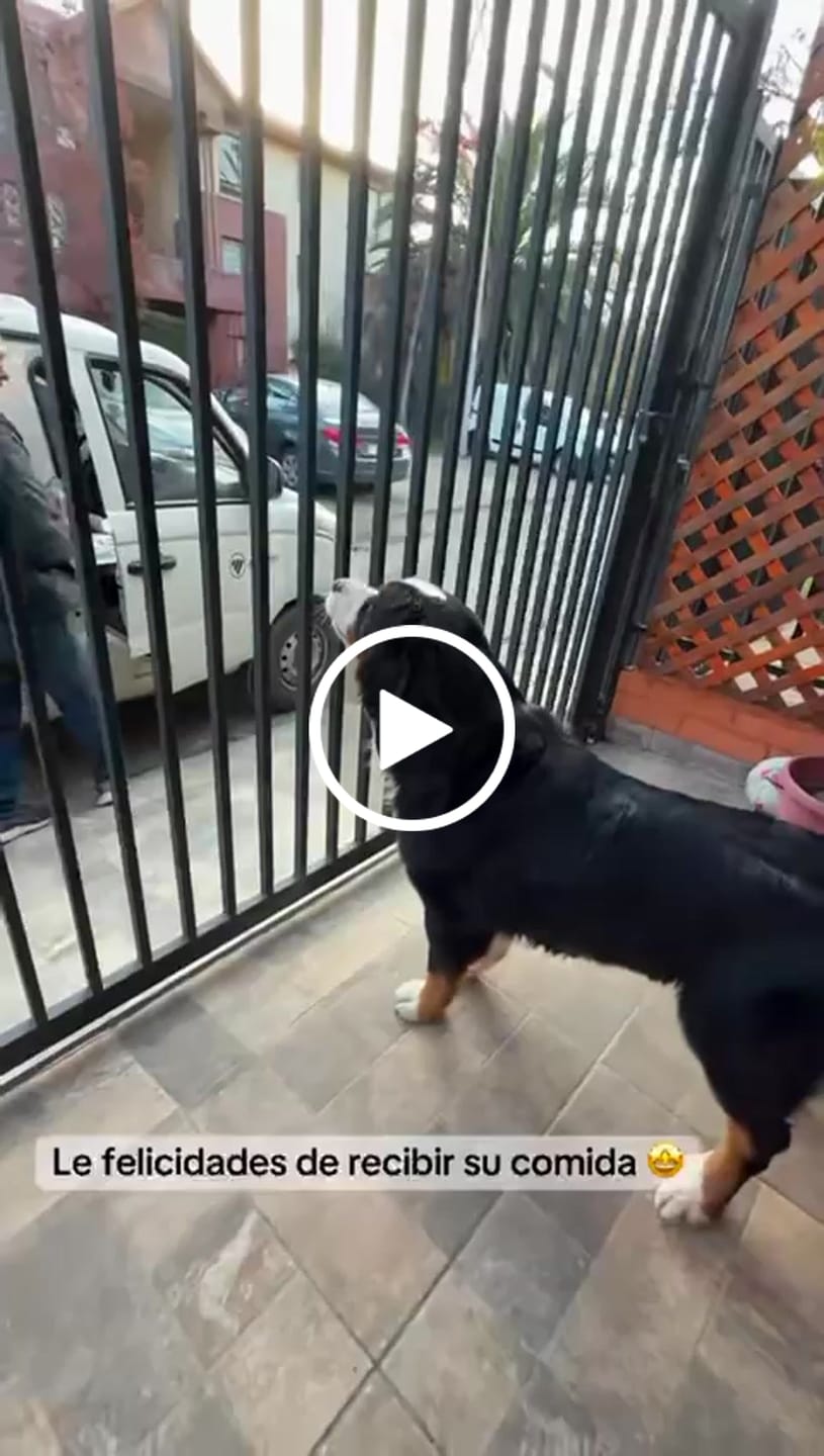 Customer video review of PetFamily Cookies