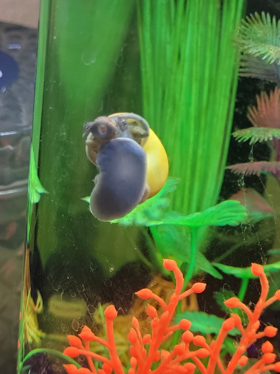 Customer photo review of Jade Mystery Snail