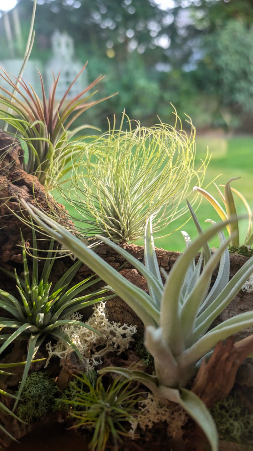 Customer photo review of Tillandsia andreana
