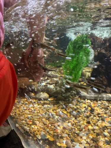 Customer photo review of Stagg 128.4 Barrel 018 - Kentucky Straight Bourbon Whiskey K.W.S. Edition (750ml)