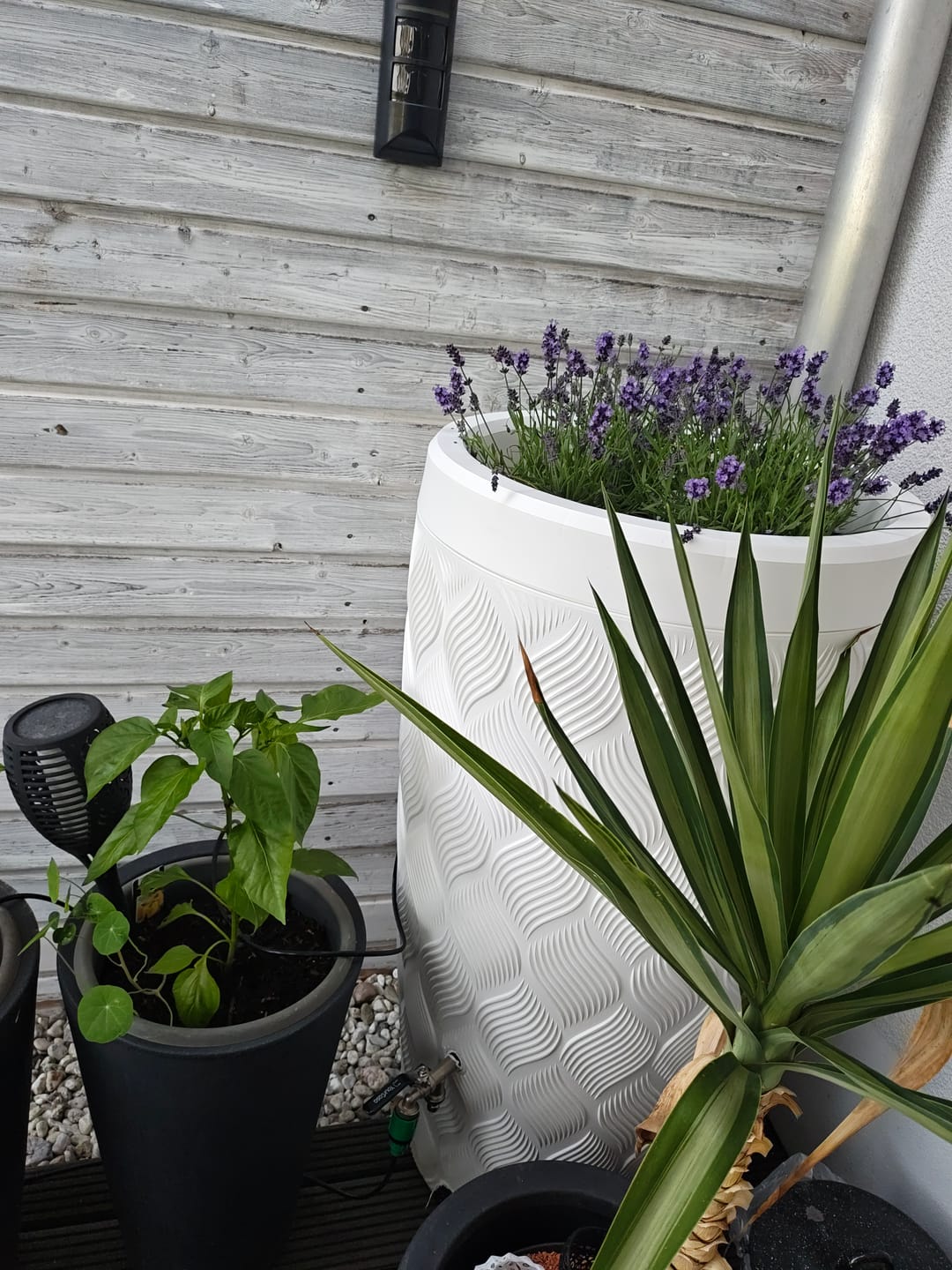 Customer photo review of YourCasa Regentonne 240 Liter [Seabreeze Flower] - Nachhaltige Bewässerung im Garten