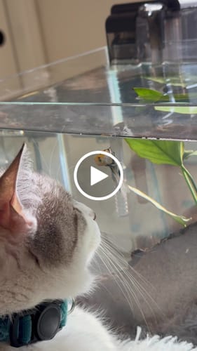 Customer video review of Multicolor Halfmoon Male Betta Fish | Order Directly From Farm | You Pick Fish