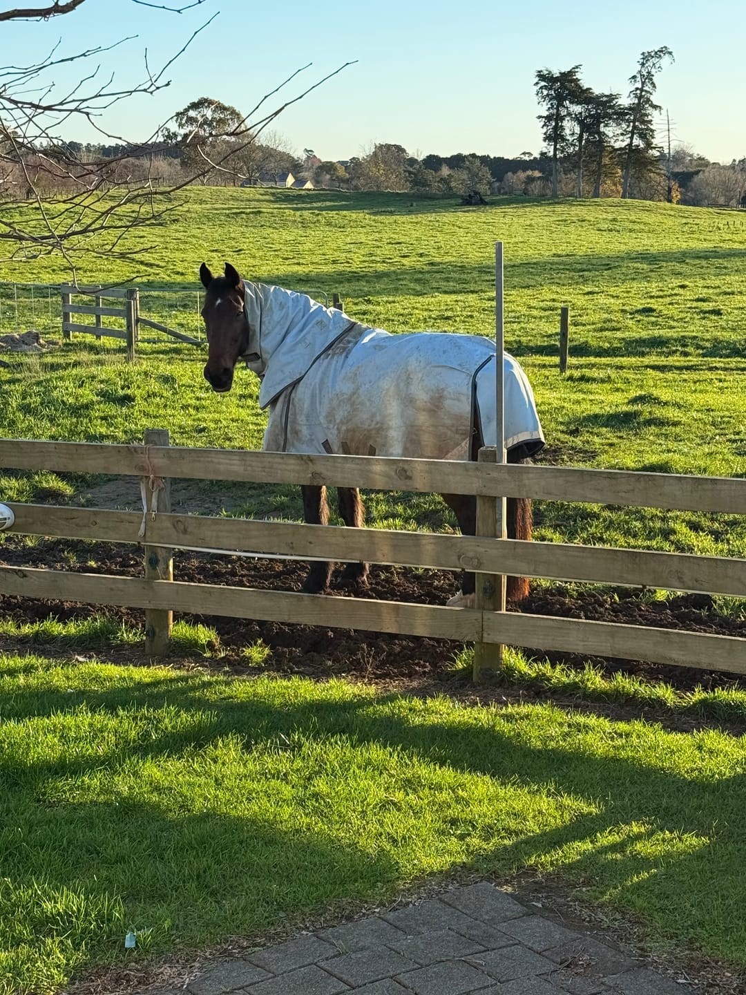 Customer photo review of LE Boxter Turnout 0g