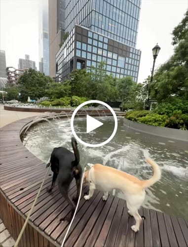 Customer video review of Boneflex Signature Silver Bone Harness